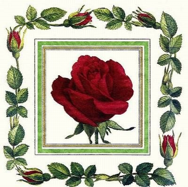 s7951 - Rose - Servietten - Packung - 20 Stück