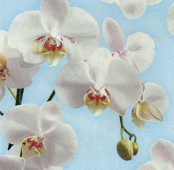 s8223 - White Orchids - light blue - Napkins - Package - 20 pcs..
