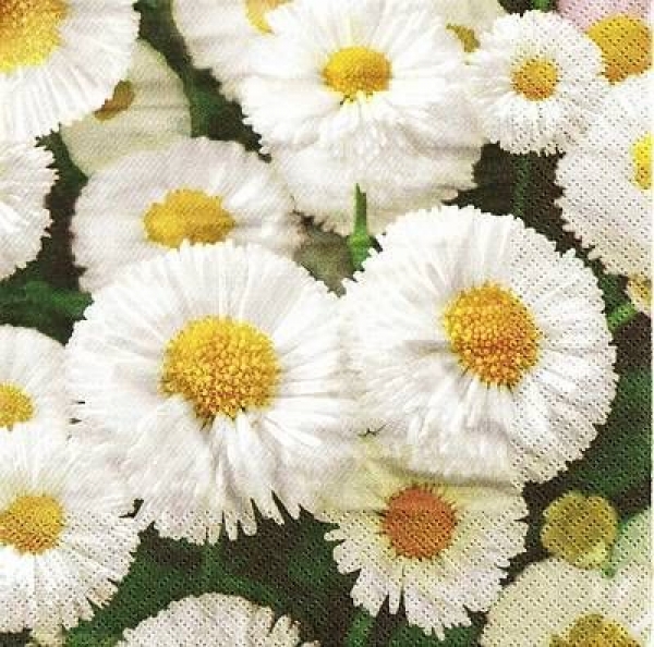 s9447 - White Daisies - Napkins - Package - 20 pcs.
