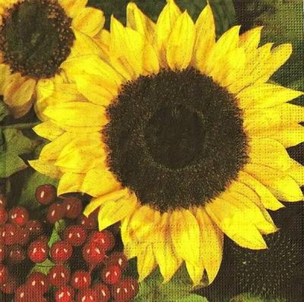 s9z10032 - Girasole - Servietten - Packung - 20 Stück