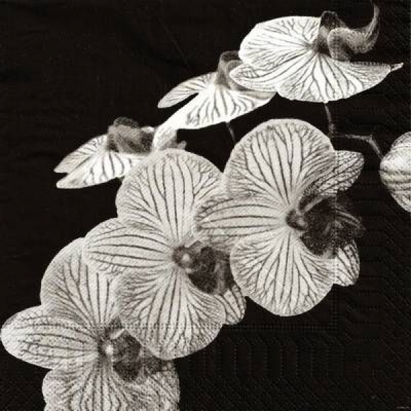 s9z10206 - Orchidee - schwarz - Servietten - Packung  20 Stück