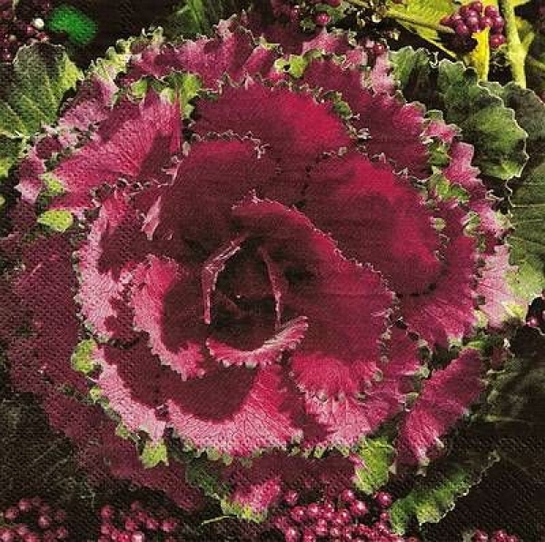 s9z10314 - Cabbage - Servietten - Packung - 20 Stück