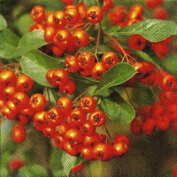 s9z10317 - Firethorn - Napkins - Package - 20 pcs.