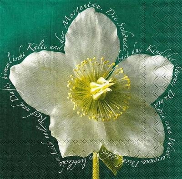 s9z10505 - Hellebores - Servietten - Packung - 20 Stück