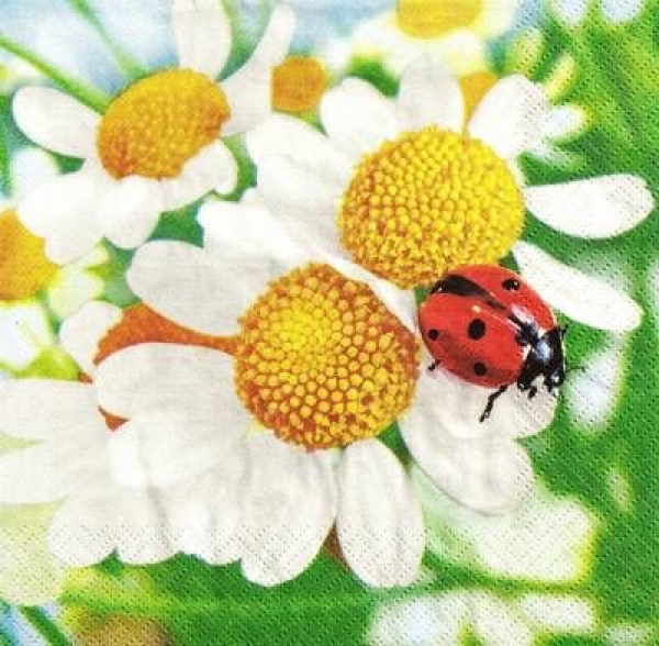 s9z10901 - Coccinelle - Servietten - Packung - 20 Stück