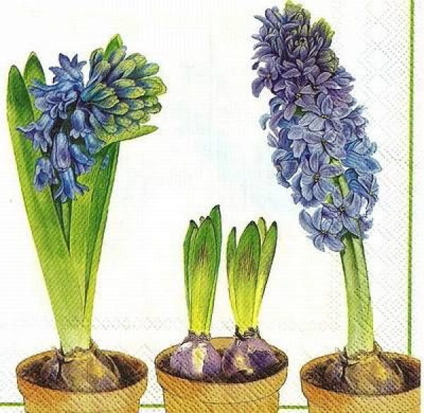 s9z11012 - Hyacinth - white - Napkins - Package - 20 pcs.