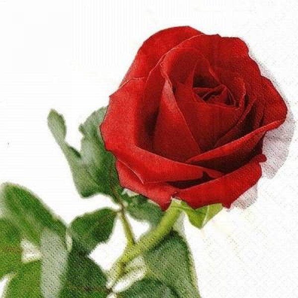 s9z11389 - Rosa Nobile - Napkins - Package - 20 pcs.