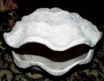 Muschel - offene Scallop – 15 cm lang – Schrühware