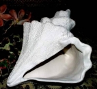 Muschel - Conch Shell – 18 cm lang – Schrühware