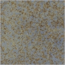 Herbstblaubraun - seidenglänzend - 800 ml - von BOTZ - DISC