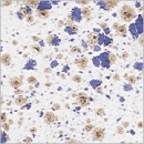 Casablanca - 800 ml - von BOTZ - DISC