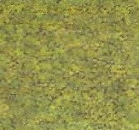 Flammengrün - 200 ml - von BOTZ - NEU!