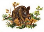 Decal – Wildschwein – Wild Boar – 45 x 65 mm