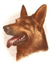 Decal – Schäferhund – 100 mm