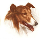 Decal – Collie – 100 mm
