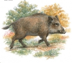 Decal – Wildschwein – Wild Boar – 75 mm