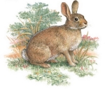 Decals – Kaninchen – Rabbit – 75 mm