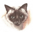 Decal – Katze – 70 mm