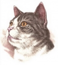 Decal – Katze – 70 mm