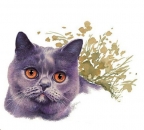 Decal – Katze – British Short Haired – 65 mm