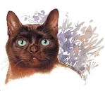 Decal – Katze – Cat – 40 mm