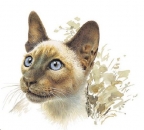 Decal – Katze – Siam – 105 mm