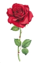 Decal – Red Rose – 65 x 30 mm