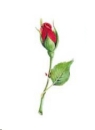 Decal – Red Rose – 35 x 30 mm