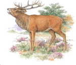 Decal – Hirsch – Red Deer Stag – 75 mm