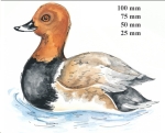 Decal – Tafelente – Pochard – 50 mm