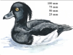 Decal – Reiherente – Tufted Duck – 50 mm