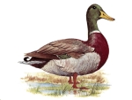Decal – Stockente – Mallard – 34 x 32 mm