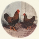 Decal – Barneveldor Hühner – 50 mm Ø