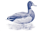 Decal – Ente blau – Blue Mallard – 34 x 31 mm