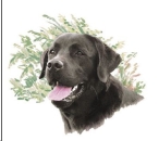 Decal – Hund – Black Lab – Labrador – 75 mm