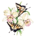 Decal – Schmetterlinge – Orchideen – Butterfly Orchid – 75 mm