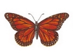 Decal – Schmetterling – 75 x 55 mm