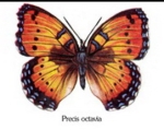 Decal – Schmetterling – 40 mm