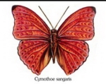 Decal – Schmetterling – 40 mm