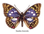 Decal – Schmetterling – 40 mm