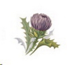 Decal – Distel – Glamis Thistle – 14 x 14 mm