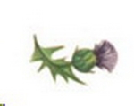 Decal – Distel – Glamis Thistle – 16 x 14 mm