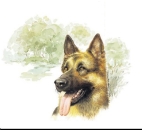Decal – Schäferhund – German Shepherd – 95 mm