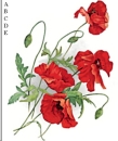 Decal – Field Poppies – 80 mm