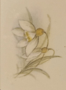 Decal – Flower of the Month – January – 41 x 25 mm – DISC
