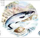 Decal – Salmon – Lachs – 130 mm