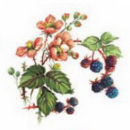Decal – Wild Berry – Brombeeren – 110 mm