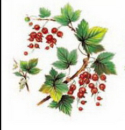 Decal – Wild Berry – Johannisbeeren – 110 mm