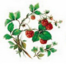 Decal – Wild Berry – Himbeeren – 110 mm