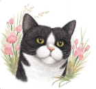 Decal – BLACK & WHITE CAT – Katze – 40 mm